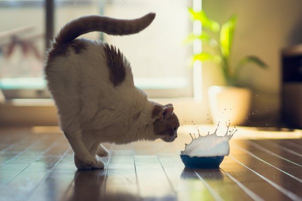 Приколы с котами