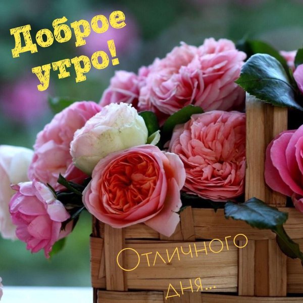 С добрым утром цветы