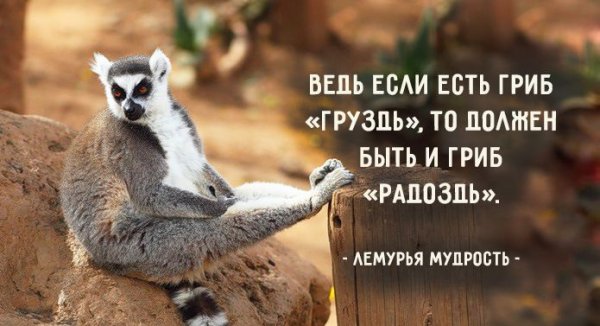 Картинки для настроения смешные