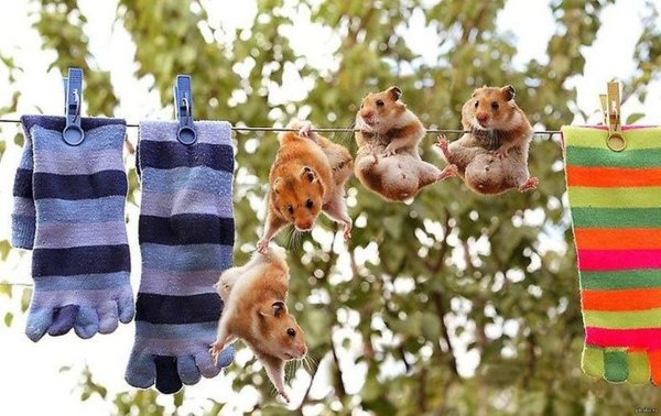 Хомяк на веревочке