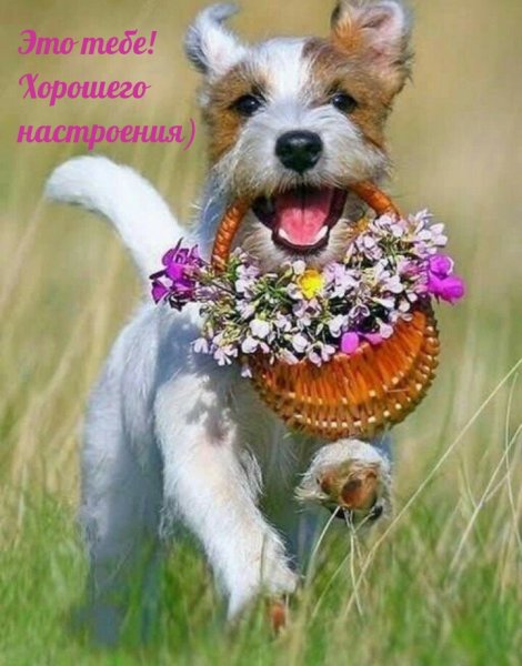 Щенок с букетом