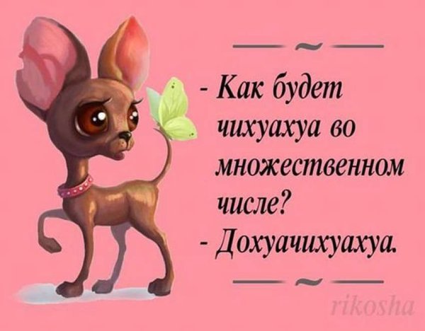 Прикольные афоризмы в картинках для поднятия настроения