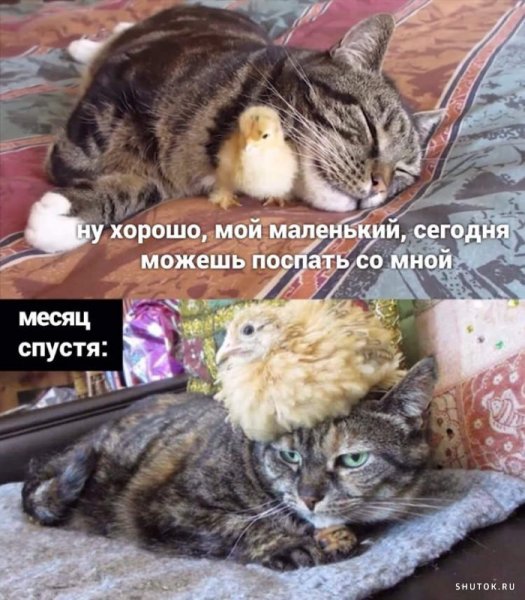 Высказывания про настроение