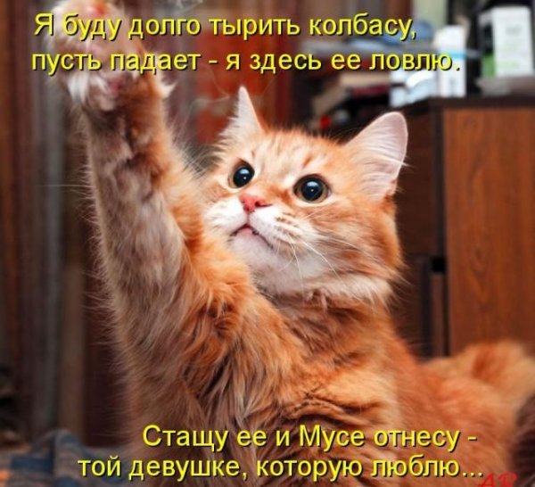 Фото приколы для поднятия настроения