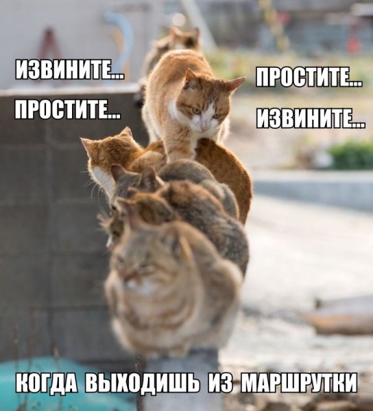 Смешные картинки с надписями для поднятия настроения