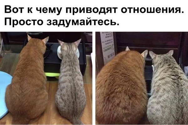 Животные для поднятия настроения