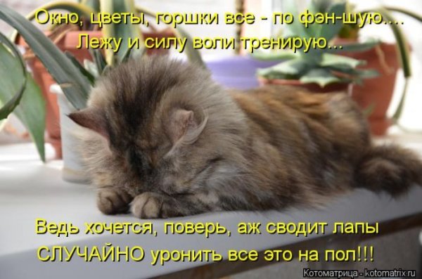 Прикольные фото для поднятия настроения с надписями