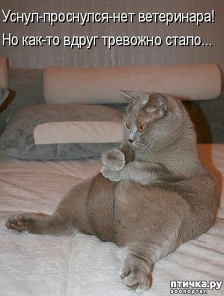 Прикольные коты с надписями