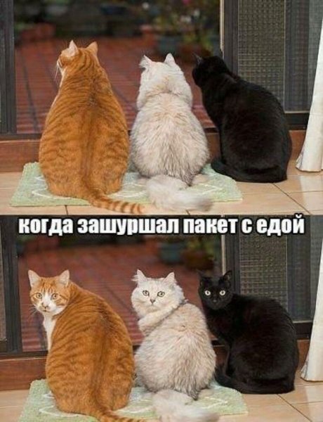 Позитивные мемы для поднятия