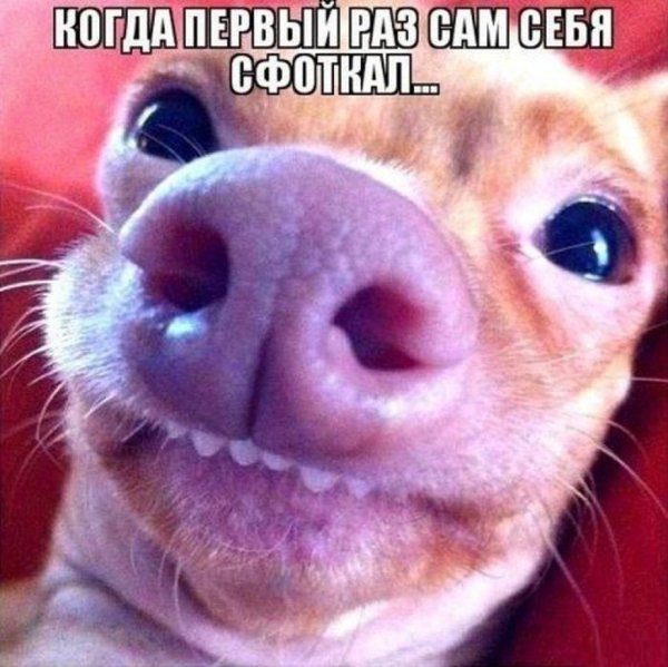 Котики для поднятия настроения