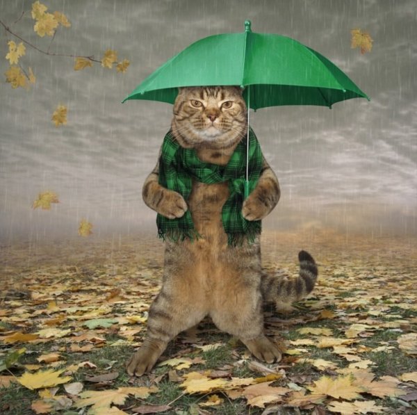 Котик под зонтиком