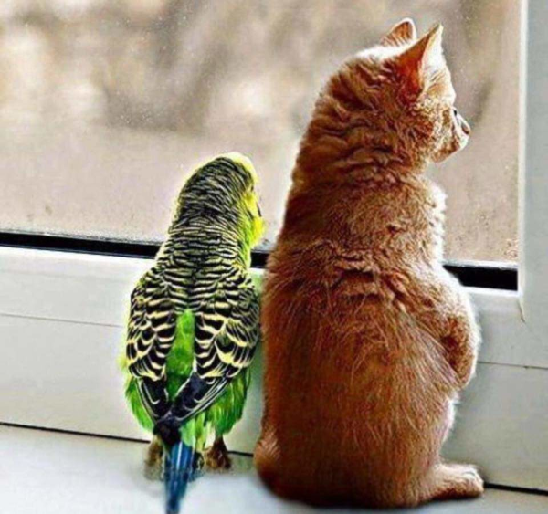 Кот и попугай