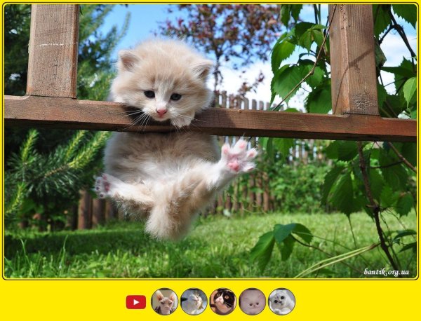 Котенок мотиватор