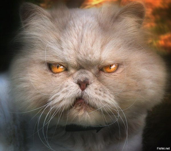 Испорченное настроение картинки