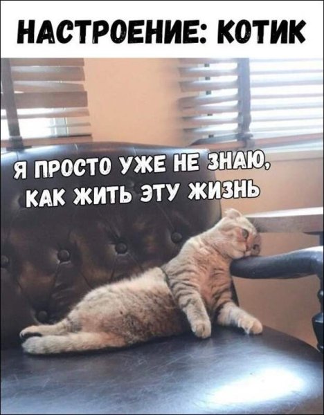 Я не знаю как жить эту жизнь