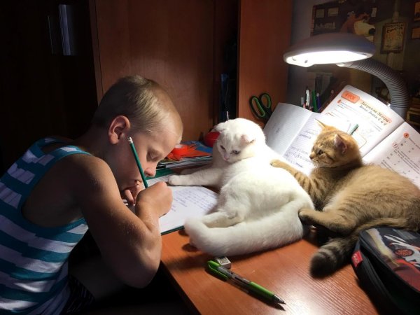 Потешные котики для поднятия настроения