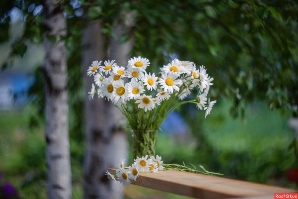 Ромашковое настроение