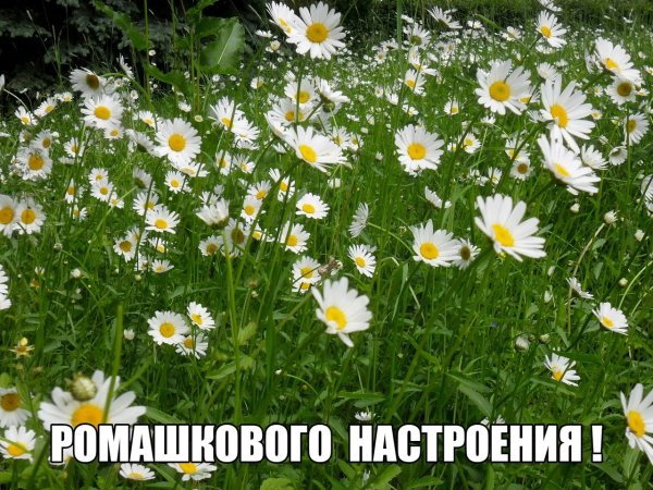 Корзинка с ромашками