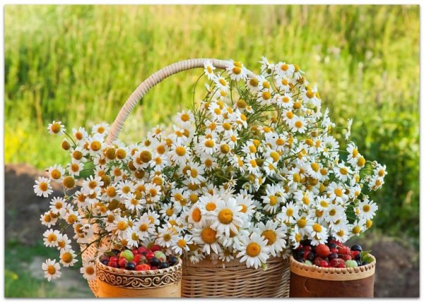 Ромашки и кофе