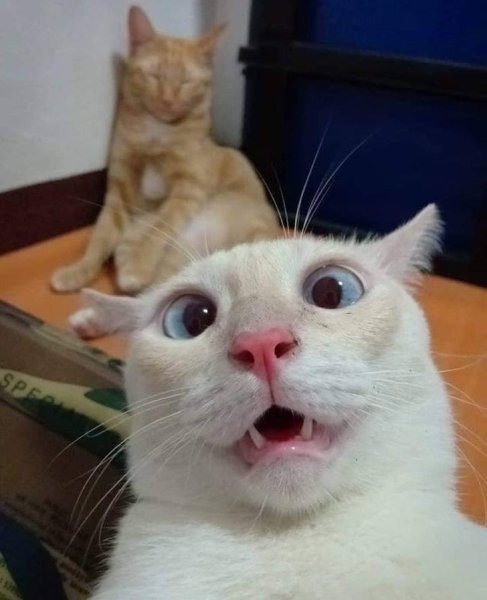Котики смешные