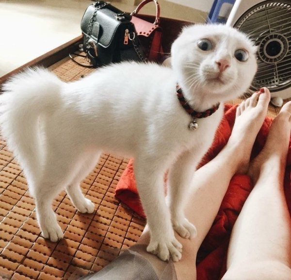 Кот подмигивает