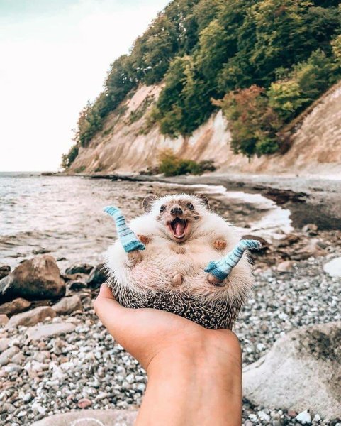 Кошка танцует