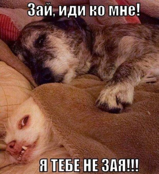 Позитивный котик