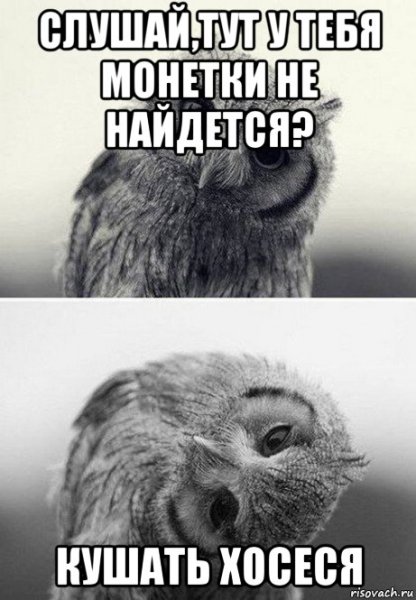Дай денежку Сова