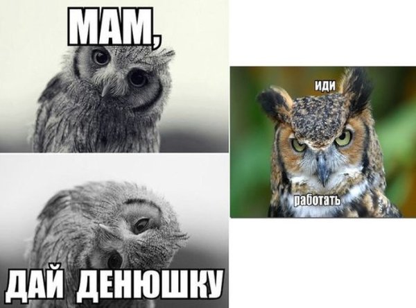 Мам дай денежку Сова