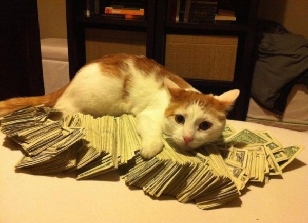 Жадный кот