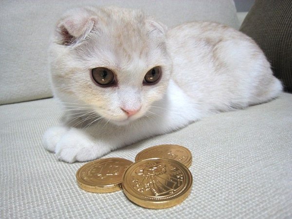 Кот с монетами