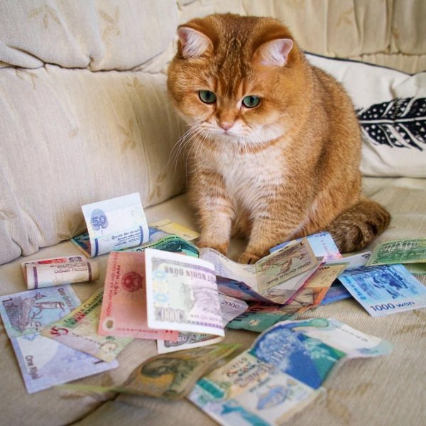 Рыжий кот с деньгами