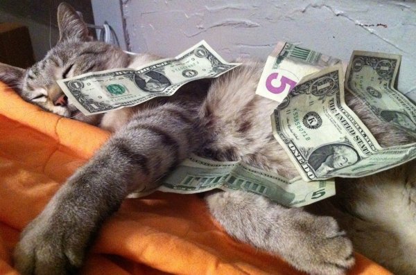 Смешной кот с деньгами
