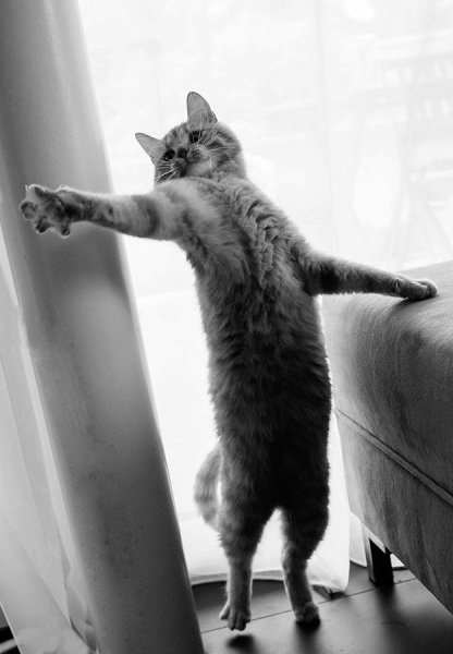 Танцующий кот