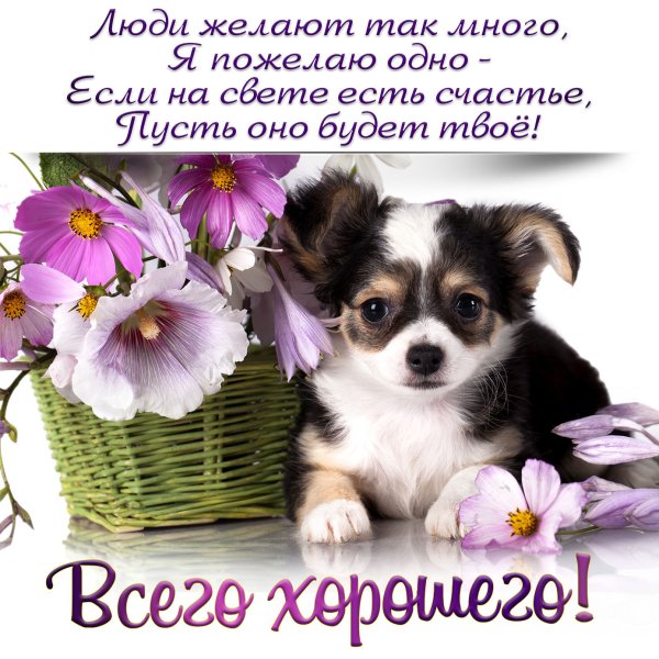 Пожелания всего хорошего в картинках