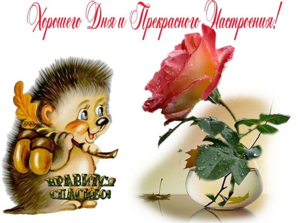Ежик желает хорошего дня и настроения