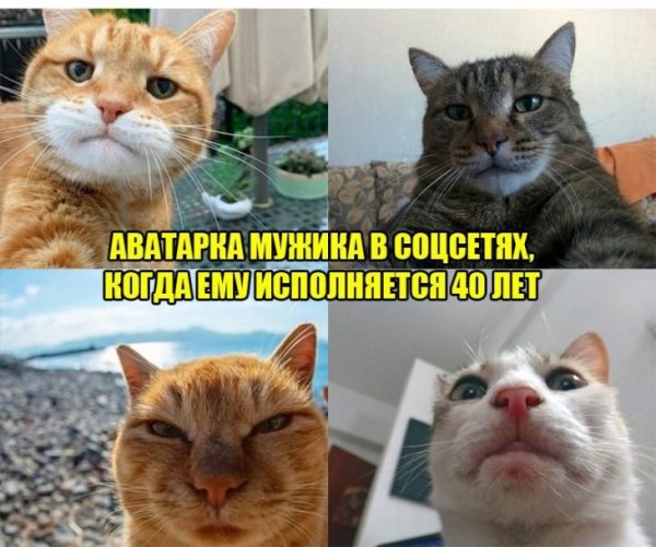 Мемы с надписями