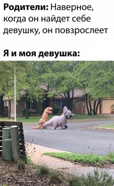 Прикольные котики