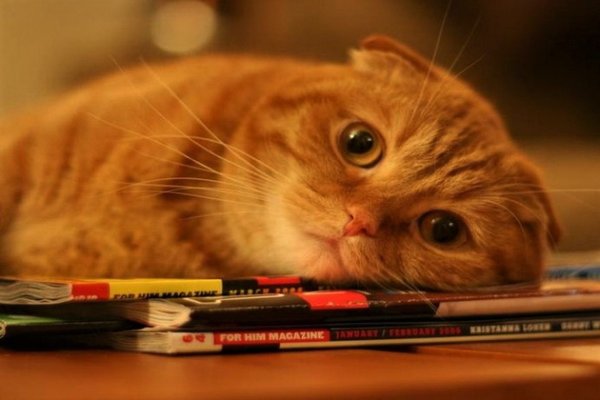 Коты мемы с надписями