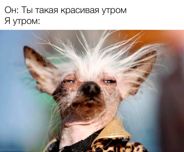 Ящерица юмор