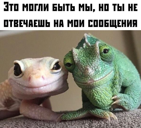 Котики для поднятия настроения