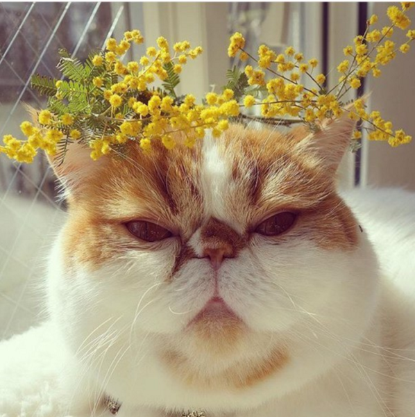 Забавные мемы с изображением девушки