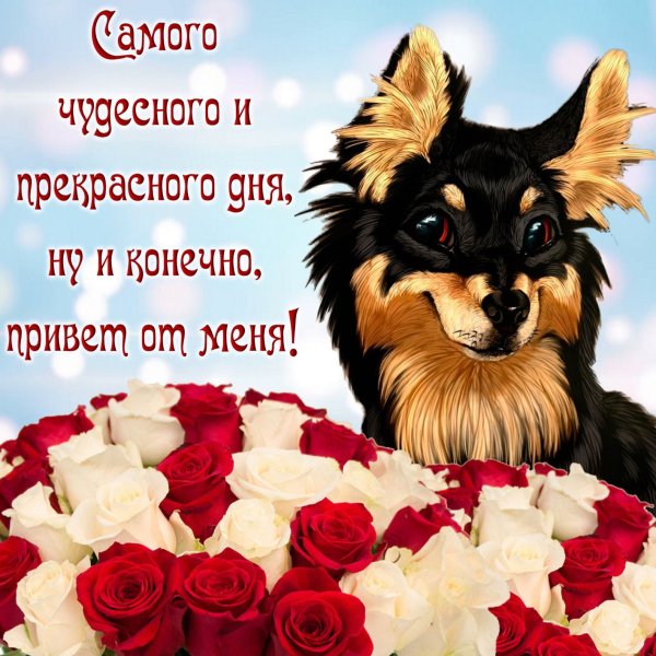 Привет хорошего дня