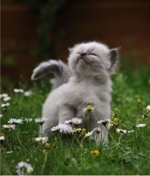 Котята для настроения