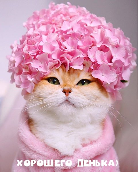 Доброе утро котик