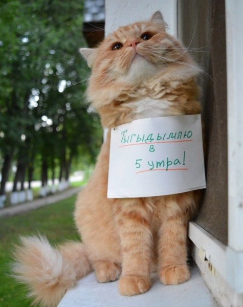 Котики для поднятия настроения