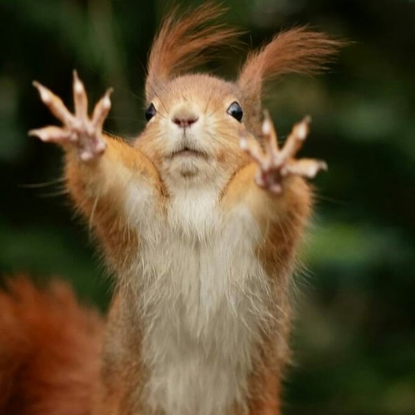 Открытки прикольные для поднятия настроения