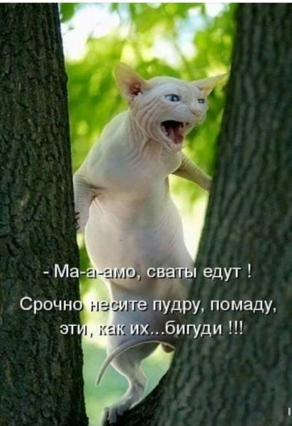 Шутки про настроение в картинках