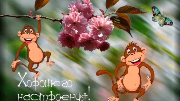 Весёлые открытки для поднятия настроения