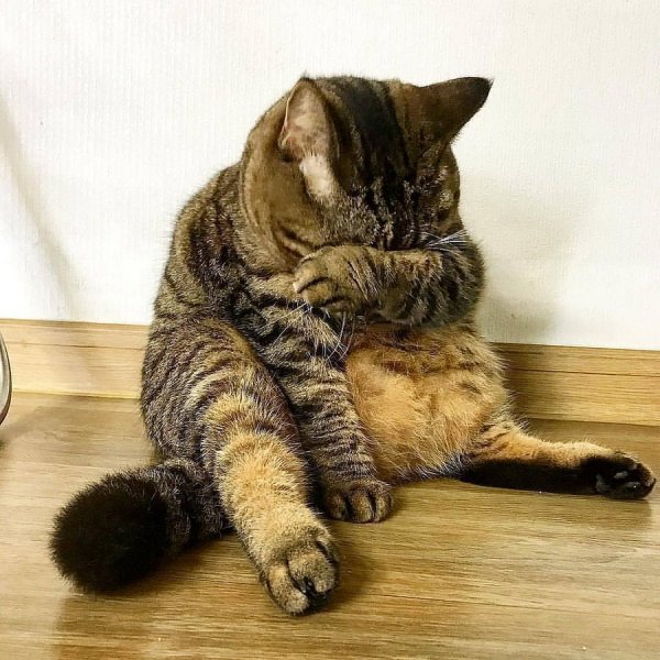 Расстроенный кот